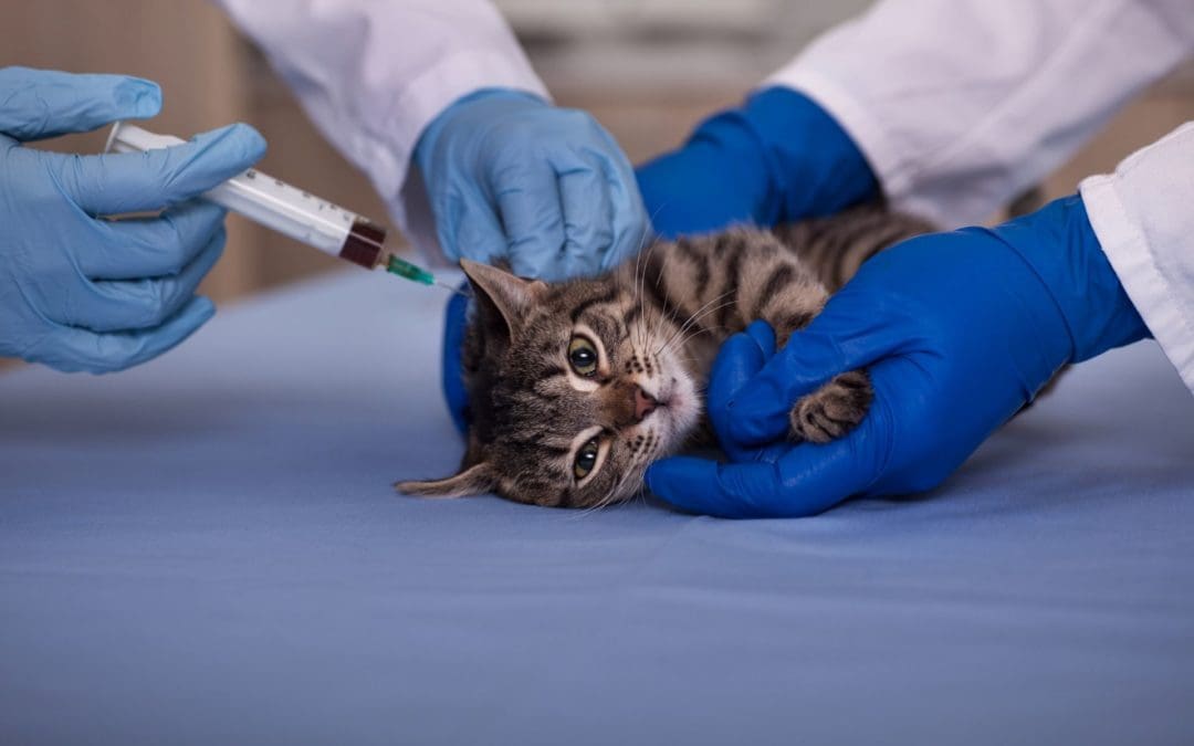 Rappels de vaccins des Chachous en familles d’accueil