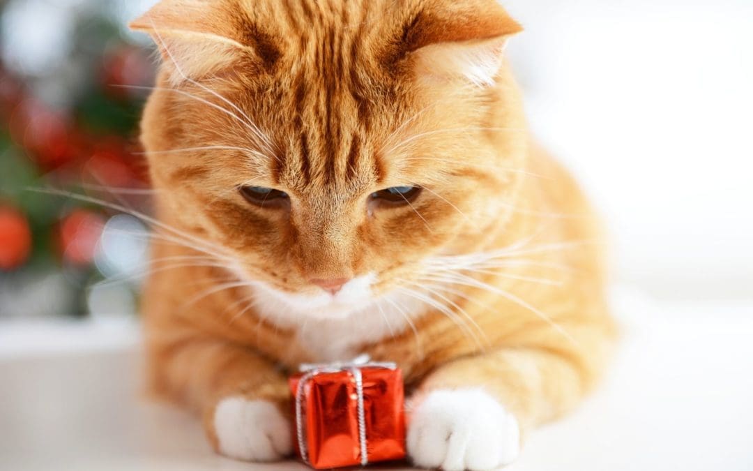 Vente de chocolats de Noël 2019 au profit des Chachous de Chacha