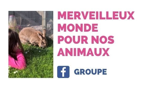 12-Nos partenaires-Merveilleux monde pour nos animaux