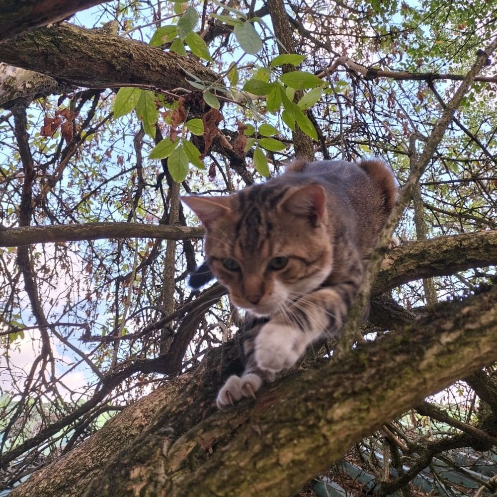 Titou
