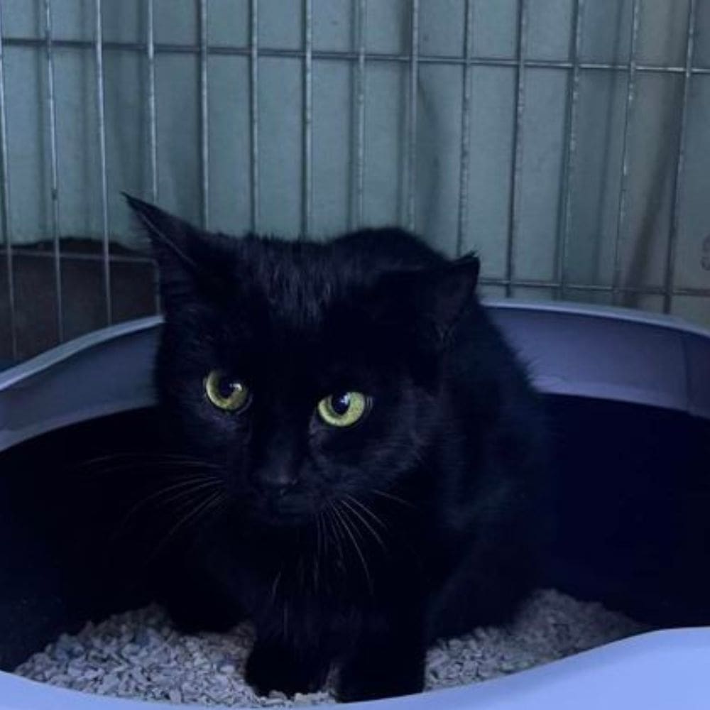 Cassis