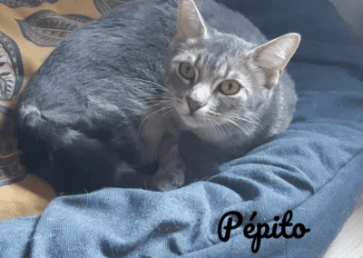 Pépito