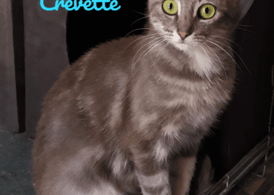 Crevette