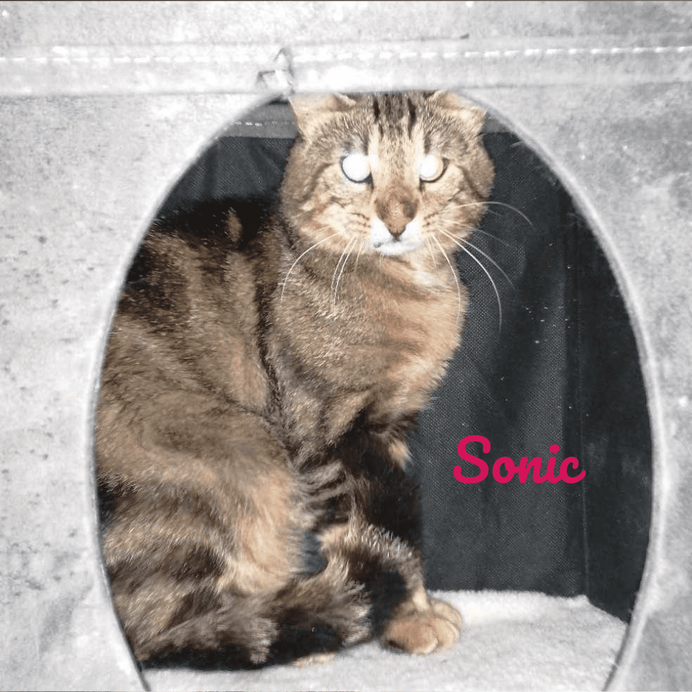 Sonic
