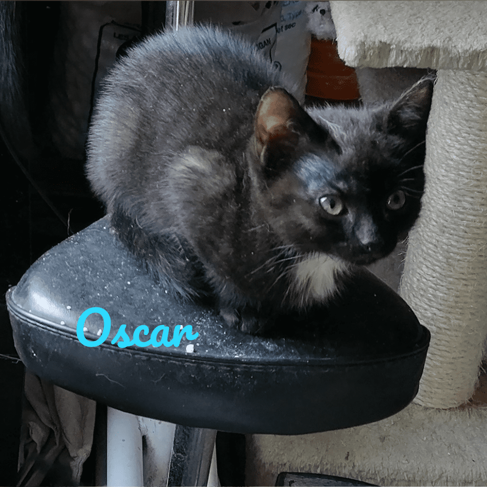 Modèle Photo Chat – 2023-08-17T092750.774