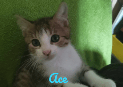 Ace
