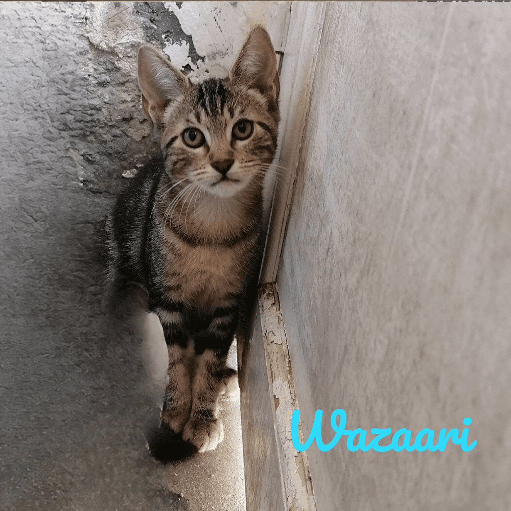 Modèle Photo Chat – 2023-08-30T123820.645
