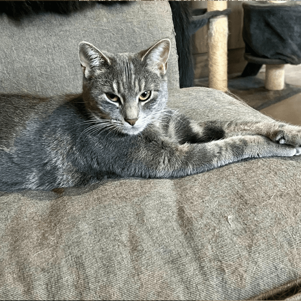 Mirabelle
