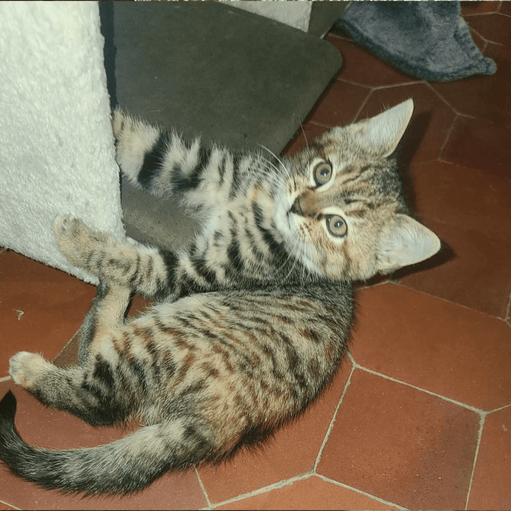 Modèle Photo Chat (14)