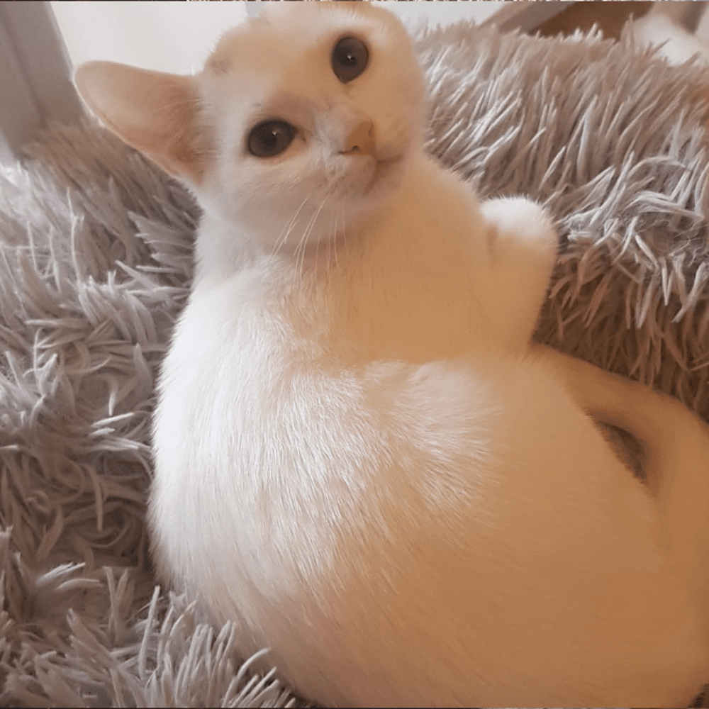 Modèle Photo Chat (2)