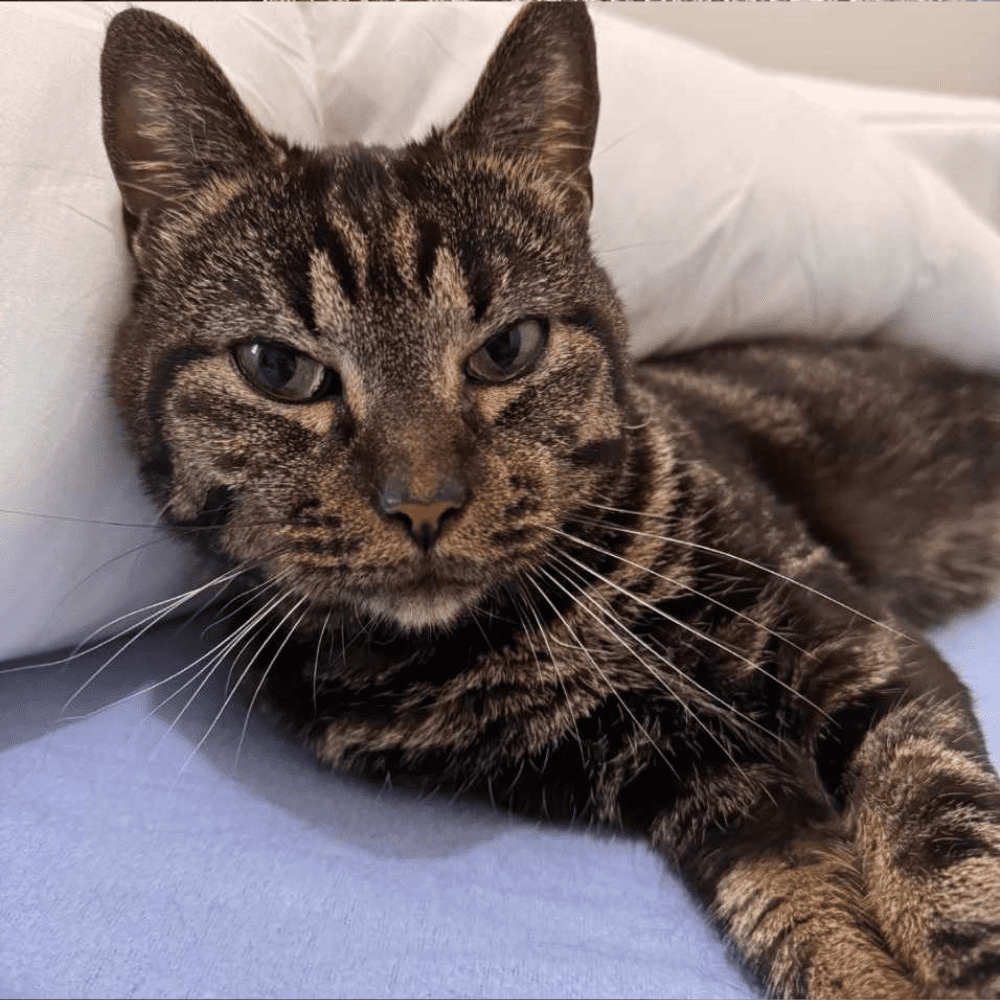 Modèle Photo Chat – 2023-12-31T123555.316