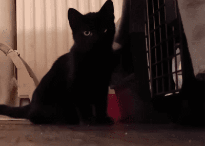 Shadow
