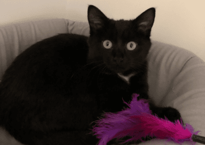 Pixie