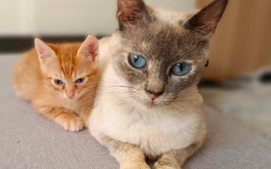 Célébrons la Fête des Mères avec Les Chachous de Chacha : l&rsquo;histoire de Koki et ses chatons