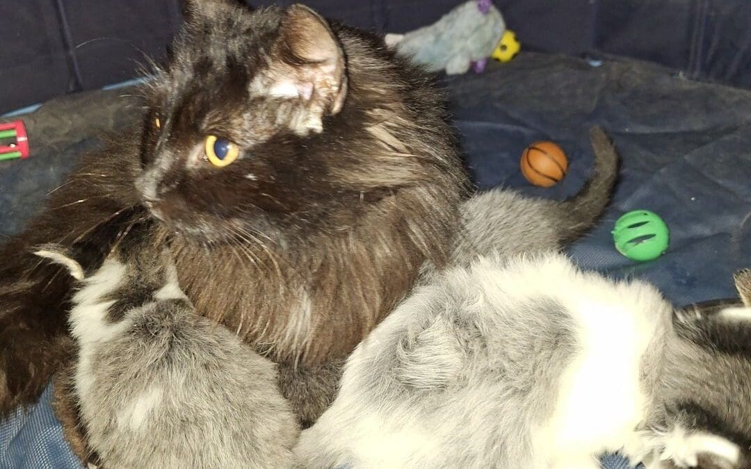 Célébrons la Fête des Mères avec Les Chachous de Chacha : l’histoire émouvante de Rita et ses chatons