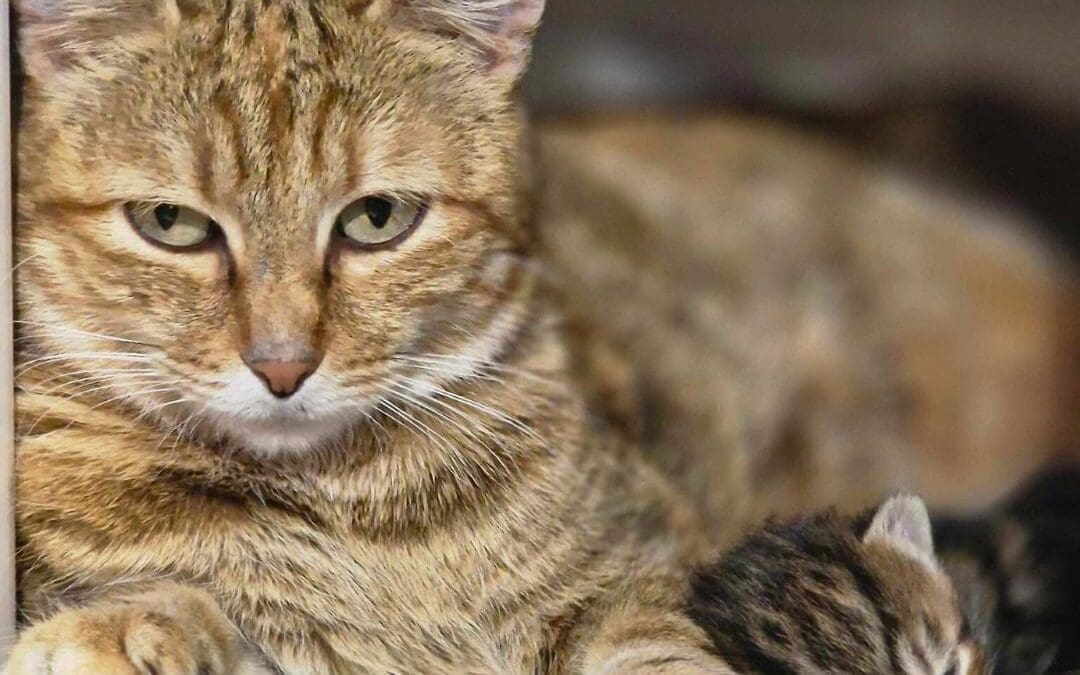 Célébrons la Fête des Mères avec Les Chachous de Chacha : l&rsquo;histoire de Cannelle et ses chatons