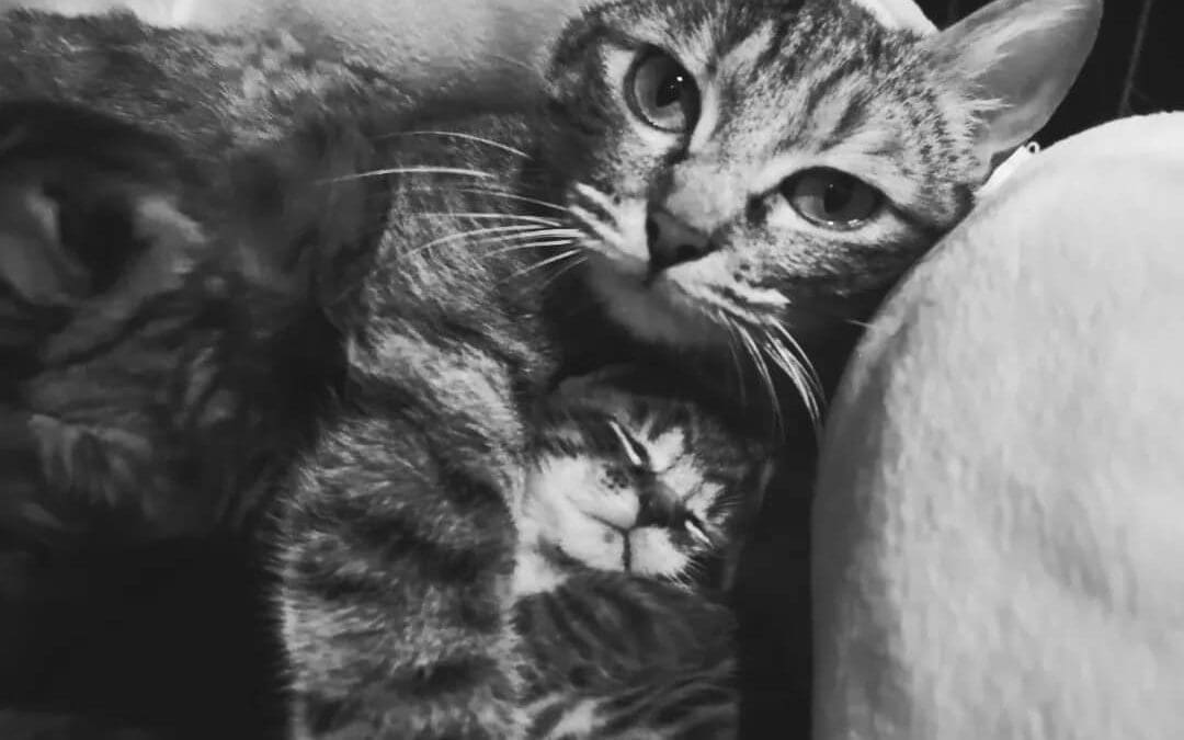 Célébrons la Fête des Mères avec Les Chachous de Chacha : hommage à Neytiri, une maman courageuse