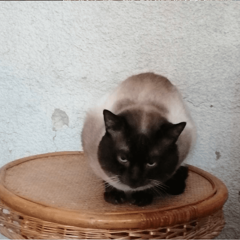 Modèle Photo Chat (4)