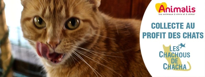 entete_collecte_animalis