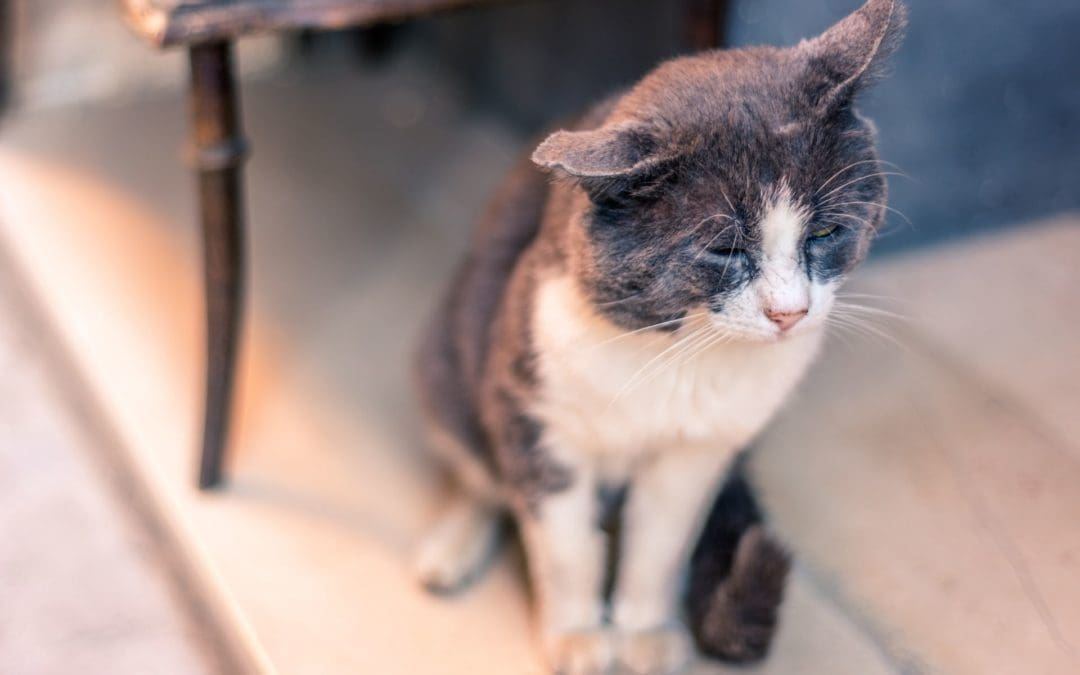 20 chats sont en danger de mort !