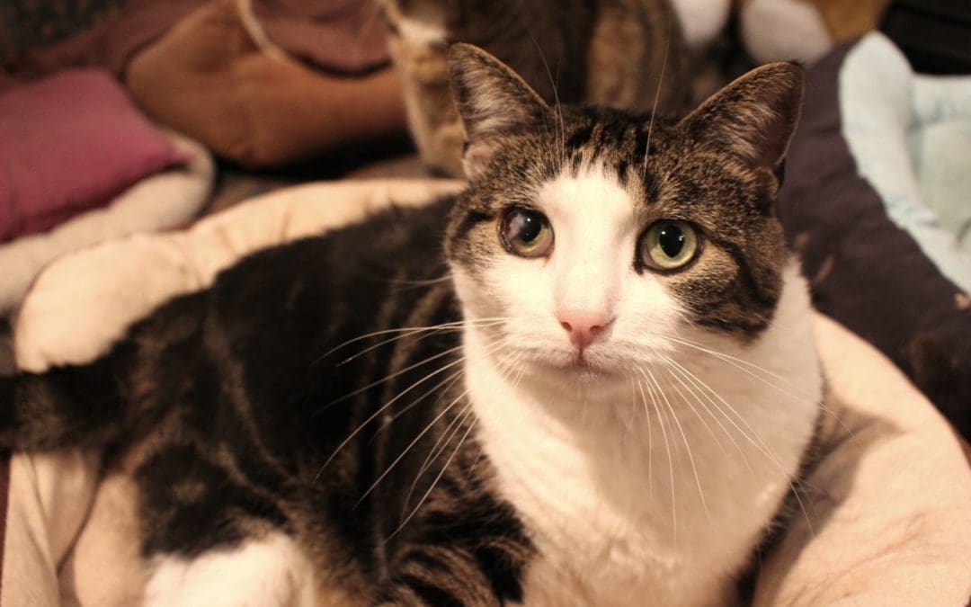 [Collecte en cours] Leetchi : Frais vétérinaires