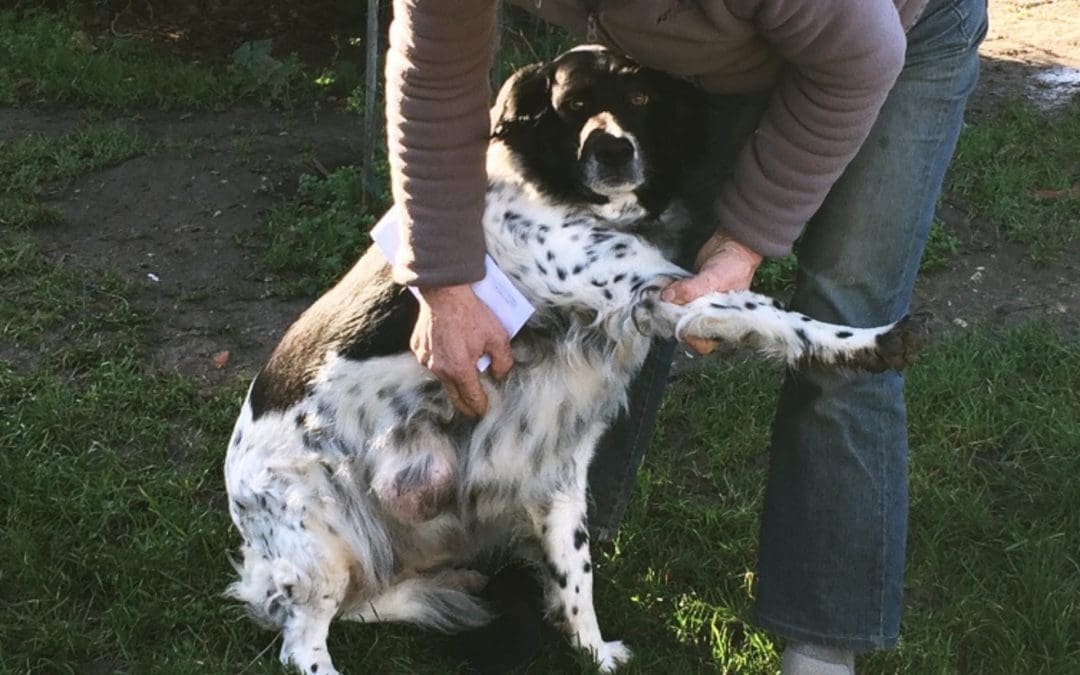 Danette mise en avant sur Urgences Animaux !