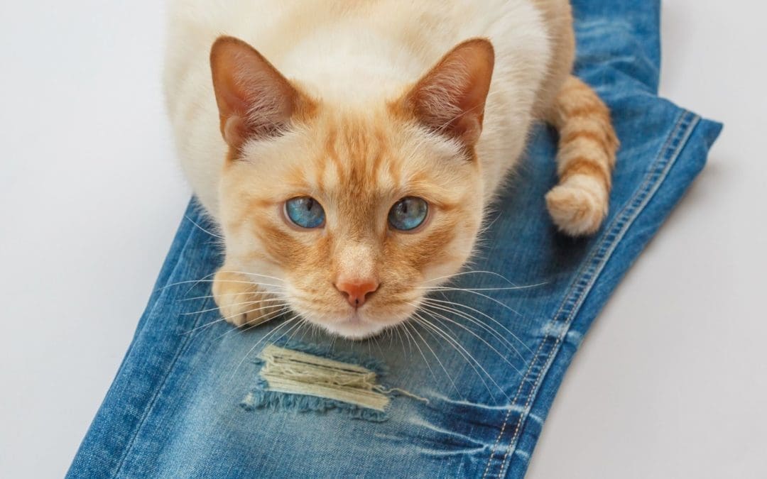 Recyclez vos vieux jeans au profit des Chachous !
