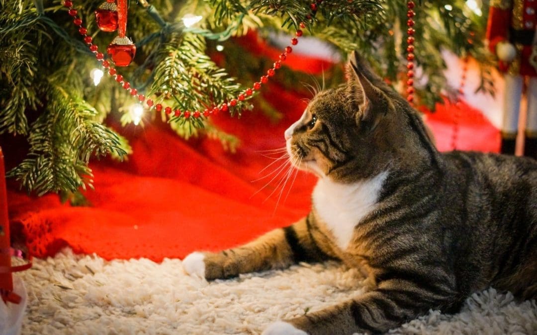 Vente de chocolats de Noël au profit des Chachous de Chacha