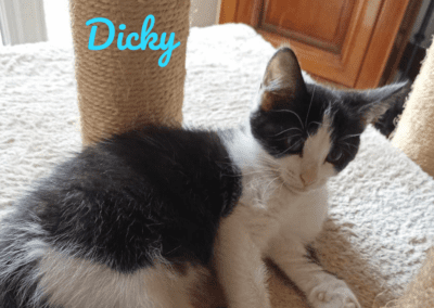 Dicky