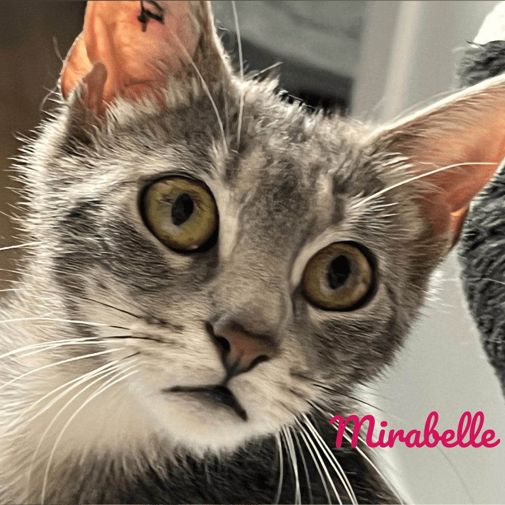 Mirabelle